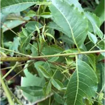 Outdoor Neem Tree